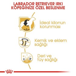 Royal Canin Labrador Retriever Irk Köpek Maması 12 Kg + Temizlik Mendili - Thumbnail