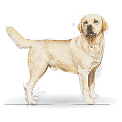 Royal Canin Labrador Retriever Irk Köpek Maması 12 Kg x 2 Adet + Temizlik Mendili - 7