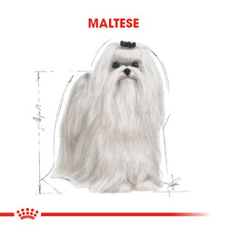Royal Canin Maltese Bichon Maltais Köpek Maması 1,5 Kg + Bez Çanta - Thumbnail