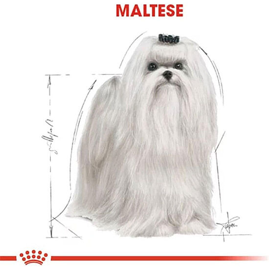 Royal Canin Maltese Bichon Maltais Köpek Maması 1,5 Kg x 2 Adet + Temizlik Mendili - 5