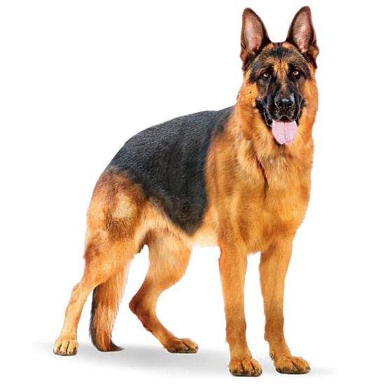 Royal Canin Maxi Adult Büyük Irk Köpek Maması 15 Kg x 2 Adet + Temizlik Mendili - 6