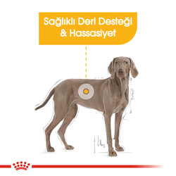 Royal Canin Maxi Dermacomfort Hassas Köpek Maması 12 Kg + Temizlik Mendili - 5