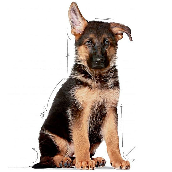 Royal Canin Maxi Puppy Büyük Irk Yavru Köpek Maması 15 Kg + Temizlik Mendili - 4