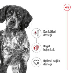 Royal Canin Medium Orta Irk Köpek Maması 15 Kg + Temizlik Mendili - Thumbnail