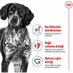 Royal Canin Medium Orta Irk Köpek Maması 15 Kg x 2 Adet + Temizlik Mendili - 6