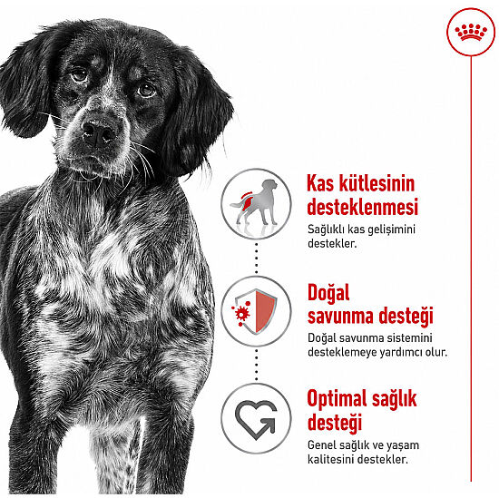 Royal Canin Medium Orta Irk Köpek Maması 15 Kg x 2 Adet + Temizlik Mendili - 6
