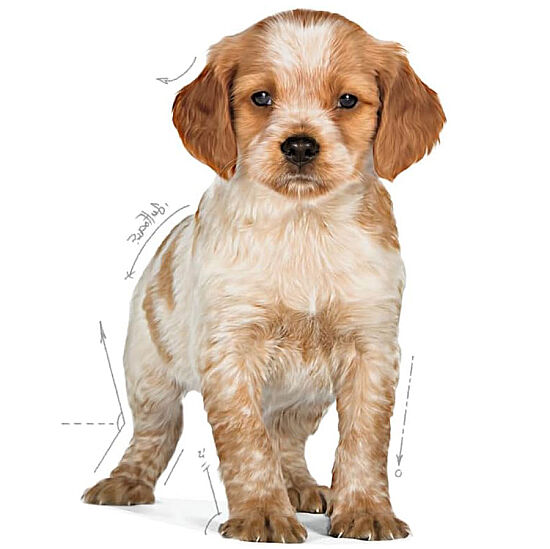 Royal Canin Medium Puppy Orta Irk Yavru Köpek Maması 15 Kg + Temizlik Mendili - 6