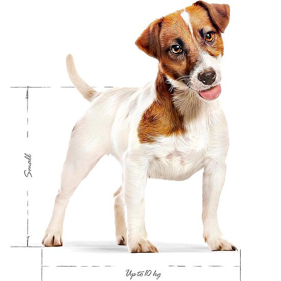 Royal Canin Mini Adult Küçük Irk Köpek Maması 4 Kg + Temizlik Mendili - 7