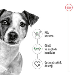 Royal Canin Mini Adult Küçük Irk Köpek Maması 8 Kg + Temizlik Mendili - Thumbnail