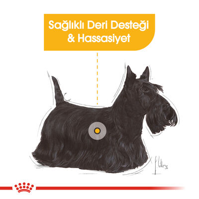 Royal Canin Mini Dermacomfort Küçük Irk Hassas Köpek Maması 3 Kg + Wanpy Creamy Treat 5x14 Gr