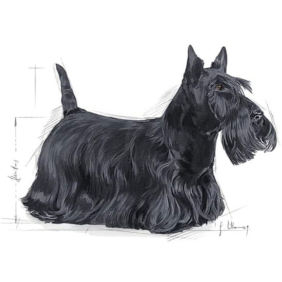 Royal Canin Mini Dermacomfort Küçük Irk Hassas Köpek Maması 3 Kg + Temizlik Mendili - 7