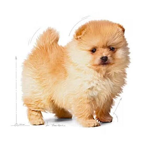 Royal Canin Mini Indoor Puppy Yavru Köpek Maması 1,5 Kg + Royal Canin Yavru Köpek Ödülü - 6
