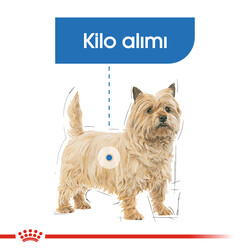 Royal Canin Mini Light Küçük Irk Diyet Köpek Maması 3 Kg + Temizlik Mendili - Thumbnail