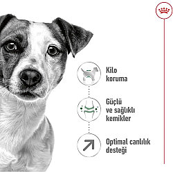 Royal Canin Mini Adult +8 Küçük Irk Yaşlı Köpek Maması 2 Kg + Temizlik Mendili - 2
