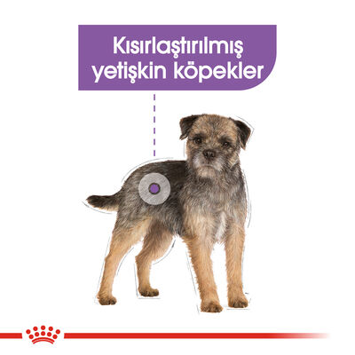 Royal Canin Mini Sterilised Küçük Irk Kısırlaştırılmış Köpek Maması 3 Kg + 2 Adet Mendil