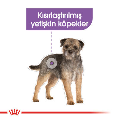 Royal Canin Mini Sterilised Küçük Irk Kısırlaştırılmış Köpek Maması 3 Kg x 2 Adet + Temizlik Mendili - 5
