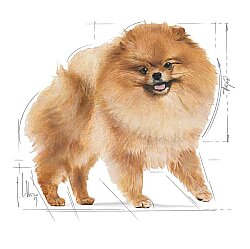Royal Canin Pomeranian Yetişkin Köpek Irk Maması 1,5 Kg + Temizlik Mendili - 4