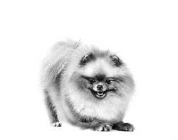 Royal Canin Pomeranian Yetişkin Köpek Irk Maması 3 Kg + Bez Çanta - Thumbnail