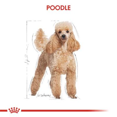 Royal Canin Poodle Adult Yetişkin Köpek Irk Maması 3 Kg + Wanpy Creamy Treat 5x14 Gr