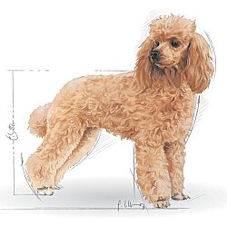 Royal Canin Poodle Adult Yetişkin Köpek Irk Maması 3 Kg + Temizlik Mendili - 5