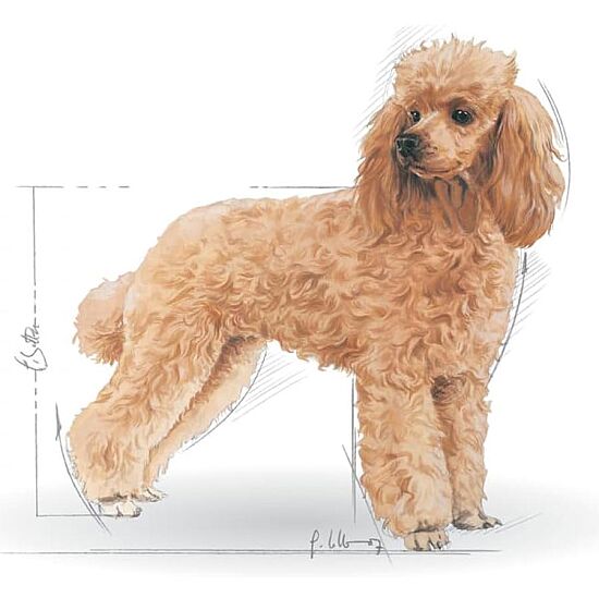 Royal Canin Poodle Adult Yetişkin Köpek Irk Maması 3 Kg + Temizlik Mendili - 5