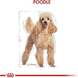 Royal Canin Poodle Adult Yetişkin Köpek Irk Maması 3 Kg + Temizlik Mendili - 3