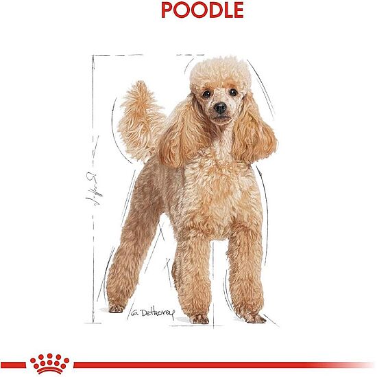 Royal Canin Poodle Adult Yetişkin Köpek Irk Maması 3 Kg + Temizlik Mendili - 3