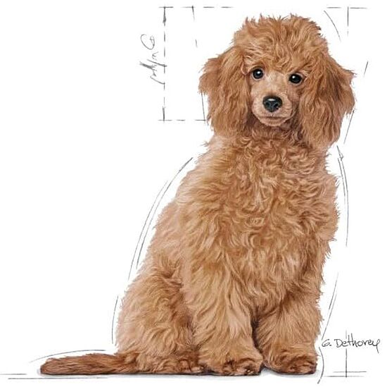 Royal Canin Poodle Puppy Yavru Köpek Irk Maması 3 Kg + Royal Canin Yavru Köpek Ödülü - 5