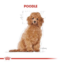 Royal Canin Poodle Puppy Yavru Köpek Irk Maması 3 Kg + Bez Çanta - Thumbnail