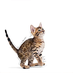 Royal Canin Pouch Gravy Kitten Sterilised Yaş Yavru Kısır Kedi Maması 85 Gr - Thumbnail