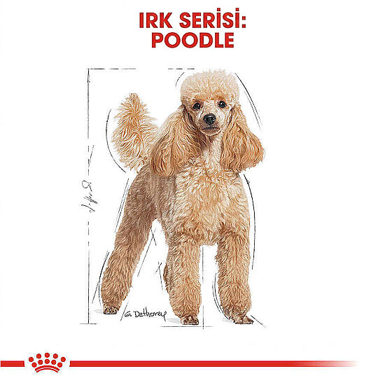 Royal Canin Pouch Poodle Irkı Özel Yaş Köpek Maması 85 Gr - BOX - x 12 Adet - 5