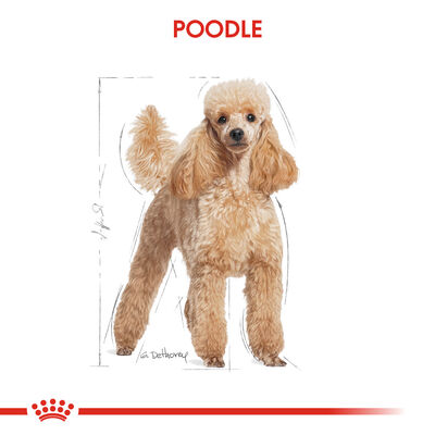 Royal Canin Pouch Poodle Irkı Özel Yaş Köpek Maması 85 Gr - BOX - 12 Al 10 Öde