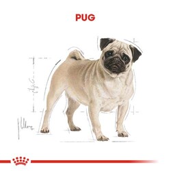 Royal Canin Pug Irkına Özel Köpek Maması 1,5 Kg + Bez Çanta - Thumbnail