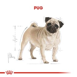 Royal Canin Pug Irkına Özel Köpek Maması 1,5 Kg x 2 Adet - Thumbnail