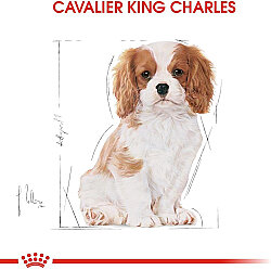 Royal Canin Cavalier King Charles Puppy Yavru Köpek Maması 1,5 Kg + Temizlik Mendili - 3