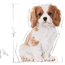 Royal Canin Cavalier King Charles Puppy Yavru Köpek Maması 1,5 Kg + Temizlik Mendili - 6