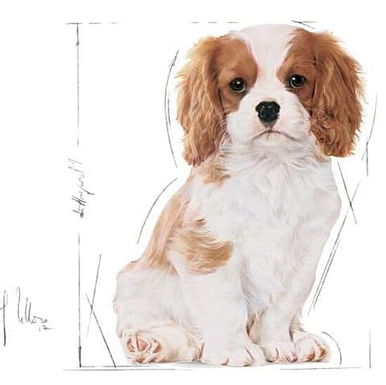 Royal Canin Cavalier King Charles Puppy Yavru Köpek Maması 1,5 Kg + Temizlik Mendili - 6