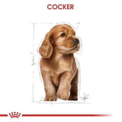 Royal Canin Cocker Puppy Irk Yavru Köpek Maması 3 Kg + Wanpy Creamy Treat 5x14 Gr