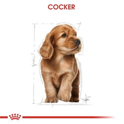 Royal Canin Cocker Puppy Irk Yavru Köpek Maması 3 Kg + Temizlik Mendili - Thumbnail