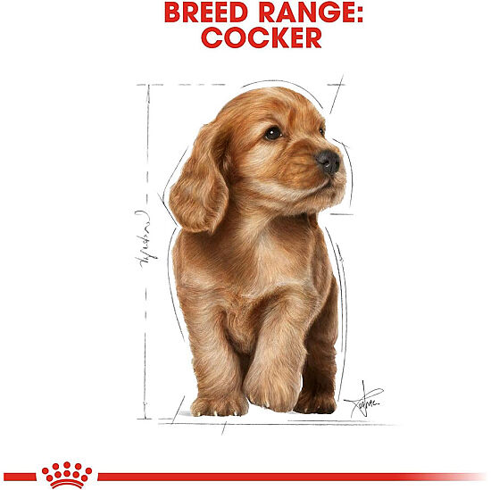 Royal Canin Cocker Puppy Irk Yavru Köpek Maması 3 Kg x 2 Adet + Temizlik Mendili - 6