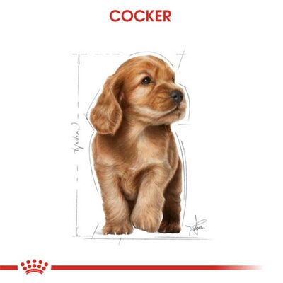 Royal Canin Cocker Puppy Irk Yavru Köpek Maması 3 Kg x 2 Adet + Temizlik Mendili