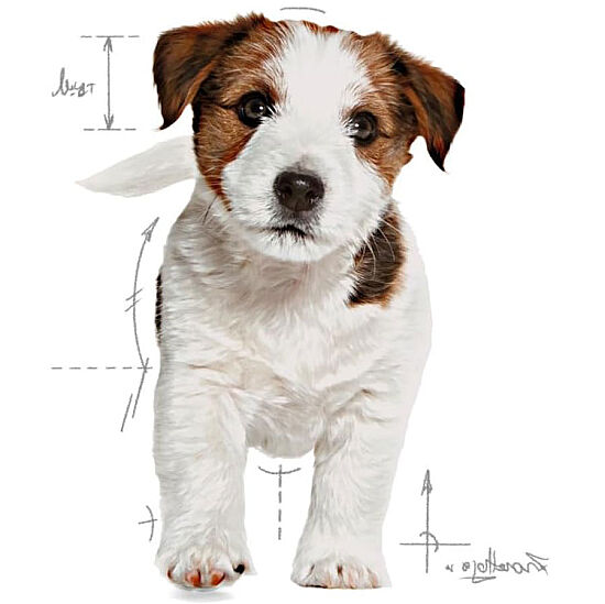 Royal Canin Mini Puppy Küçük Irk Yavru Köpek Maması 4 Kg + Temizlik Mendili - 6