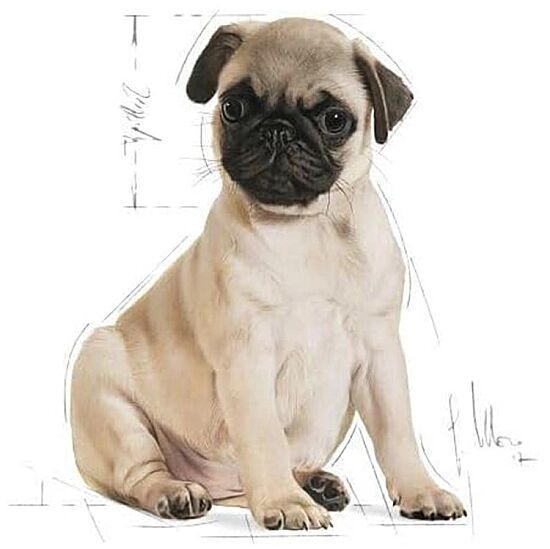  Royal Canin Pug Puppy Irkına Özel Yavru Köpek Maması 1,5 Kg + Temizlik Mendili - 3
