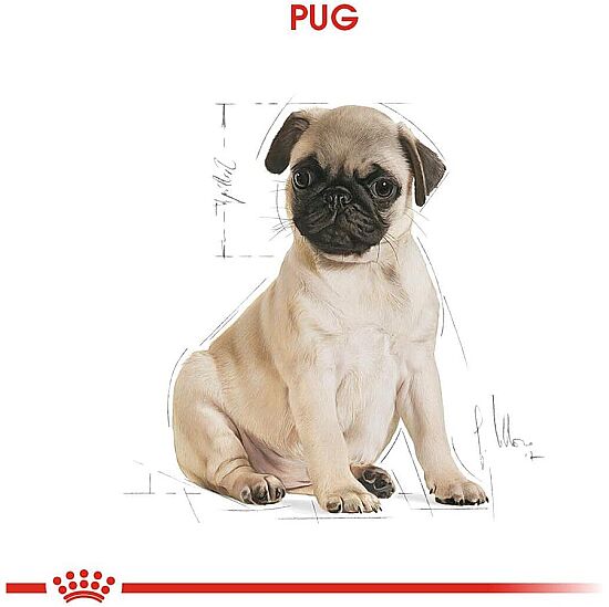  Royal Canin Pug Puppy Irkına Özel Yavru Köpek Maması 1,5 Kg + Temizlik Mendili - 6