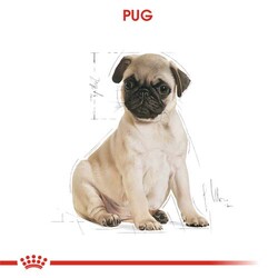 Royal Canin Pug Puppy Irkına Özel Yavru Köpek Maması 1,5 Kg + Bez Çanta - Thumbnail