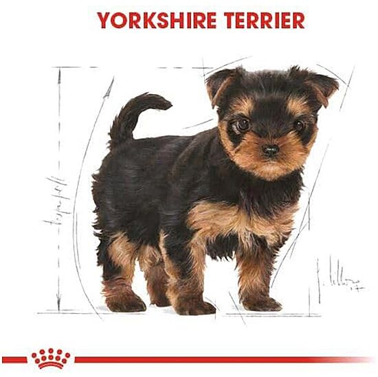 Royal Canin Yorkshire Terrier Puppy Yavru Köpek Maması 1,5 Kg + Royal Canin Yavru Köpek Ödülü - 4