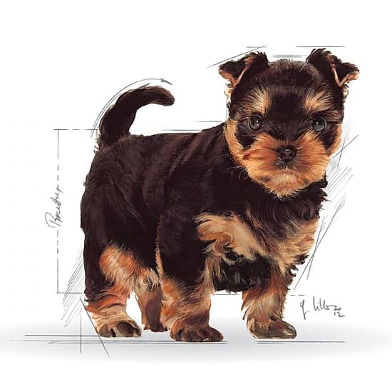Royal Canin Yorkshire Terrier Puppy Yavru Köpek Maması 1,5 Kg + Royal Canin Yavru Köpek Ödülü - 7