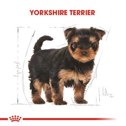 Royal Canin Yorkshire Terrier Puppy Yavru Köpek Maması 1,5 Kg + Temizlik Mendili - Thumbnail