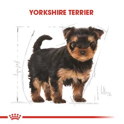 Royal Canin Yorkshire Terrier Puppy Yavru Köpek Maması 1,5 Kg + Bez Çanta - Thumbnail