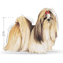 Royal Canin Shih Tzu Adult Yetişkin Köpek Irk Maması 1,5 Kg + Temizlik Mendili - 4